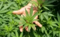 大麻とはまったく違う植物から大麻化合物のCBDが発見され関連製品の生産拡大への期待が高まる