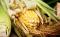 スイートコーンテストとは？ 胃腸の健康を簡単にチェックする方法 🌽