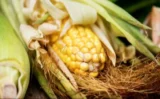 スイートコーンテストとは？ 胃腸の健康を簡単にチェックする方法 🌽