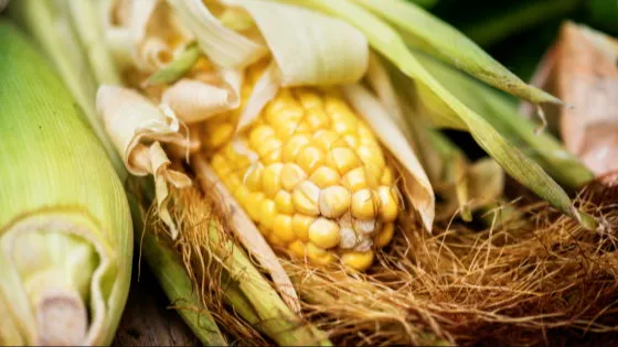 スイートコーンテストとは？ 胃腸の健康を簡単にチェックする方法 🌽