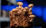 🍄キノコの食物繊維「βグルカン」がインフルエンザによる死亡率を下げる可能性、最新研究で判明