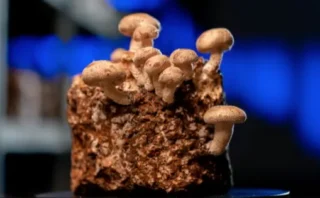 🍄キノコの食物繊維「βグルカン」がインフルエンザによる死亡率を下げる可能性、最新研究で判明