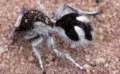 🐜 光の99.5％以上を吸収する究極の黒「ウルトラブラック」を持つ“アリバチ”が発見される！