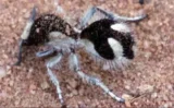 🐜 光の99.5％以上を吸収する究極の黒「ウルトラブラック」を持つ“アリバチ”が発見される！