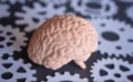🧠脳の老廃物を除去することで記憶力が劇的に改善！最新マウス実験からわかった驚きの成果