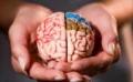 【最新研究】睡眠中に「脳の老廃物除去」が行われる仮説に新展開、ただし一部からは批判も