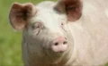 🐷ブタの肝臓を人に移植する世界初の実験が成功！臓器不足に苦しむ肝不全患者の新たな希望に