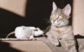 🐱猫が動物の死骸を家に持ち帰る理由とは？その驚きの心理と科学的な背景