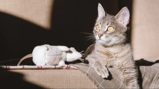 🐱猫が動物の死骸を家に持ち帰る理由とは？その驚きの心理と科学的な背景