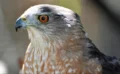 🦅タカが赤信号を活用して狩りをする驚きの行動が明らかに！都市に適応する猛禽類の知能とは？