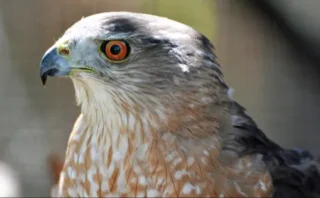 🦅タカが赤信号を活用して狩りをする驚きの行動が明らかに！都市に適応する猛禽類の知能とは？