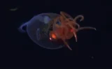 🦑【史上初】生きたまま深海を泳ぐダイオウホウズキイカの撮影に成功！