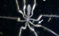 🕷️深海のウミグモ、新発見！メタンをエネルギーにする細菌を“飼って食べる”驚きの共生関係