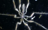🕷️深海のウミグモ、新発見！メタンをエネルギーにする細菌を“飼って食べる”驚きの共生関係