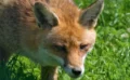 🦊ロンドン・キングスクロスに“屋上キツネ”出現──Google新本社ビルで起きている意外な共生ストーリー