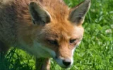 🦊ロンドン・キングスクロスに“屋上キツネ”出現──Google新本社ビルで起きている意外な共生ストーリー