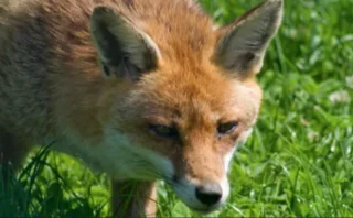 🦊ロンドン・キングスクロスに“屋上キツネ”出現──Google新本社ビルで起きている意外な共生ストーリー