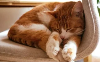 🐱「左向き寝」のネコが多いのはなぜ？