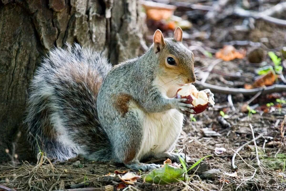 北米で相次ぐ「ゾンビリス」の目撃報告　不気味な突起物の正体とは？