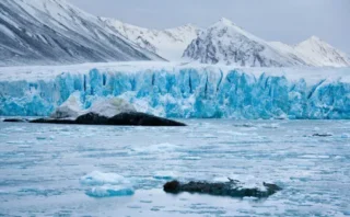 ❄️ マイナス15度の極寒でも動き続ける生命体が北極の氷から発見される