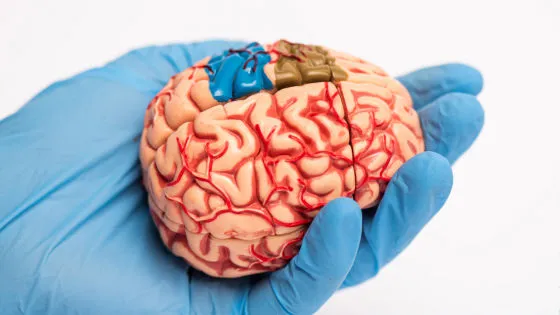 最後は寝たきりになる難病「ハンチントン病」、進行を大幅に遅らせる遺伝子治療薬に有望な結果 🧬✨