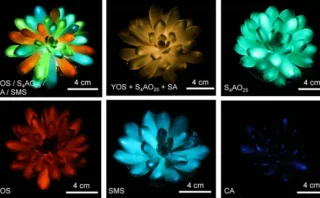中国の科学者が「暗闇で光る多肉植物」を開発 🌱✨ 200円で2時間のカラフル発光