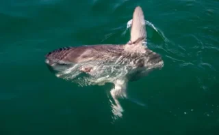 🐟マンボウは「弱くておバカ」なのになぜ生き残れるのか？