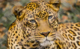 🐆AI分析で判明！ヒョウが約180万年前に初期のヒト属「ホモ・ハビリス」の顔を食べていた