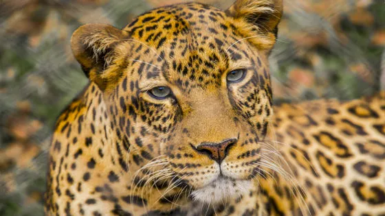 🐆AI分析で判明！ヒョウが約180万年前に初期のヒト属「ホモ・ハビリス」の顔を食べていた