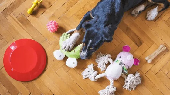 🐶一部のイヌはおもちゃに「行動依存症」に似た反応を示すことが判明、最新研究が示す“ボールジャンキー”の実態