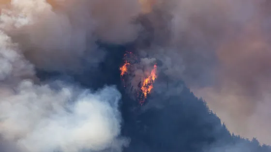🌎気候変動でアメリカの山火事被害が深刻化　2050年には「煙による死者」が年間7万人に達する可能性