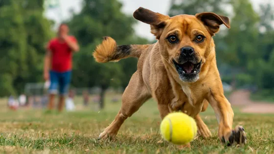 愛犬のボール遊びへの異常な執着は「中毒」かも？スイスの研究で、一部の家庭犬の過度な遊び意欲が、人間のギャンブルやゲーム中毒（行動嗜癖）と類似する可能性が指摘されました。玩具への「渇望」や「自己抑制の欠如」など、犬が示す嗜癖様行動の具体的なサインと、その背後にある心理メカニズムについて解説します。