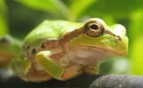 🐸 カエルの腸内細菌が「がん」を消す？日本の研究チームが発見した驚きの新治療
