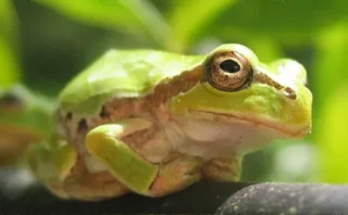 🐸 カエルの腸内細菌が「がん」を消す？日本の研究チームが発見した驚きの新治療