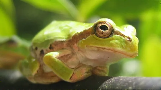 🐸 カエルの腸内細菌が「がん」を消す？日本の研究チームが発見した驚きの新治療