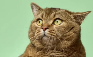 古代中国のネコは「イエネコ」とは別種だった