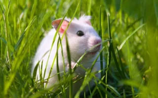🐭🌿 実験用マウスを“野外”に放したら不安が消えた？研究が示した「環境」と脳の驚くべき関係
