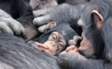 チンパンジーの戦争に勝った群れに「ベビーブーム」が発生