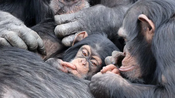 チンパンジーの戦争に勝った群れに「ベビーブーム」が発生