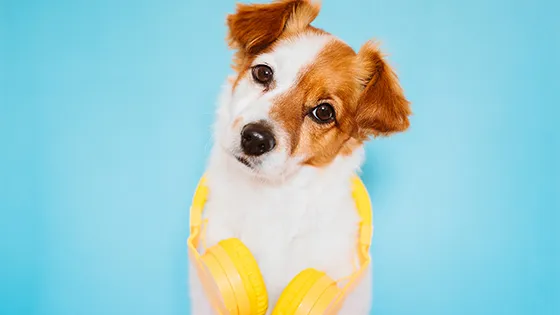 🐶犬の認知症（CDS/CCD）は想像以上に一般的