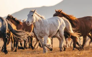🐎「エンジンと馬」の歴史が示すもの──AIは人間の仕事をどう置き換えるのか？