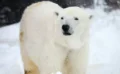 🐻‍❄️🧬 ホッキョクグマはDNAレベルで温暖化に適応中？新研究が示す“希望”と限界