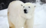 🐻‍❄️🧬 ホッキョクグマはDNAレベルで温暖化に適応中？新研究が示す“希望”と限界