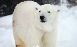 🐻‍❄️🧬 ホッキョクグマはDNAレベルで温暖化に適応中？新研究が示す“希望”と限界