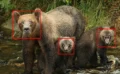 🐻 AIがクマの「顔」を見分ける時代へ——顔認識で野生グマを個体識別する「BearID」が変える野生動物管理の未来
