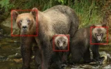 🐻 AIがクマの「顔」を見分ける時代へ——顔認識で野生グマを個体識別する「BearID」が変える野生動物管理の未来