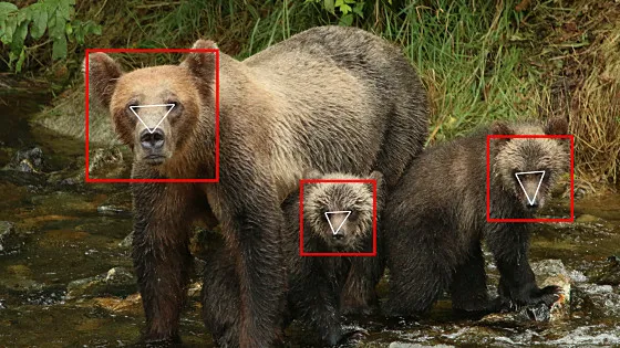 🐻 AIがクマの「顔」を見分ける時代へ——顔認識で野生グマを個体識別する「BearID」が変える野生動物管理の未来