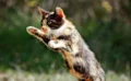 🐱 なぜ猫は必ず足から着地できるのか？