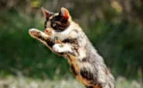 🐱 なぜ猫は必ず足から着地できるのか？