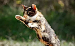 🐱 なぜ猫は必ず足から着地できるのか？